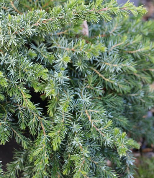 Juniperus conferta 'Blue Pacific'